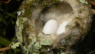 Anna's hummingbird nest on sycamore trail