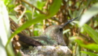 Anna's hummingbird nest on sycamore trail (2)