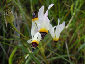 Shooting Stars Wildflower Walk