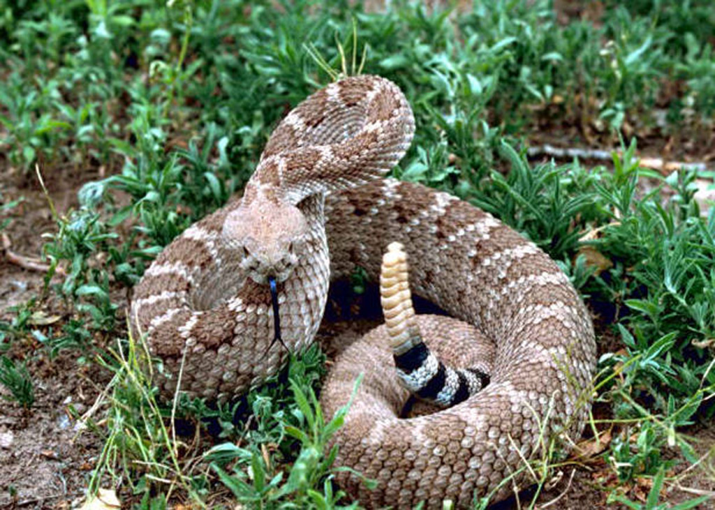 Presentation: Dangerous Snakes of Orange County