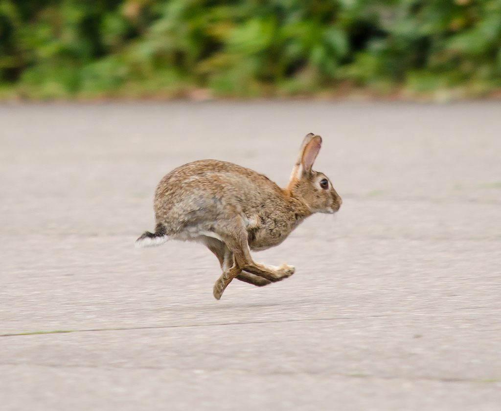 Knee High Naturalists: Wild About Animals!
