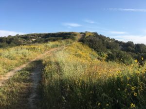 Spring Hike: Middle Ridge & Gato Road