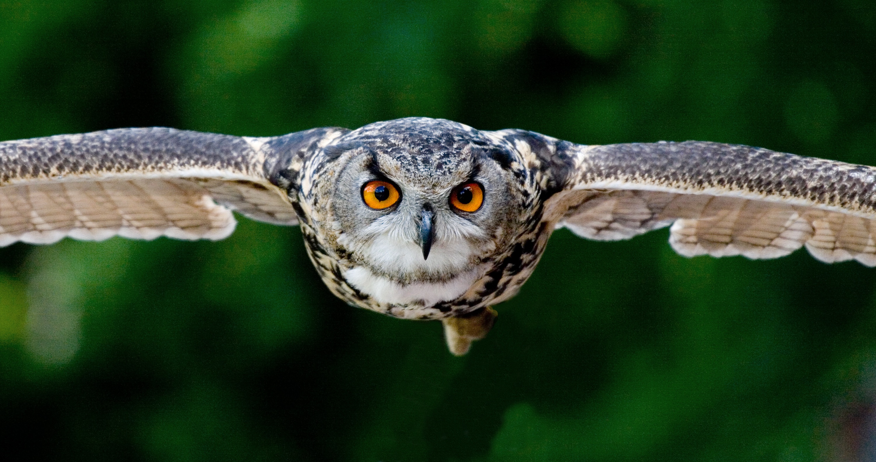 Family Nature Day: Hoots and Howls!