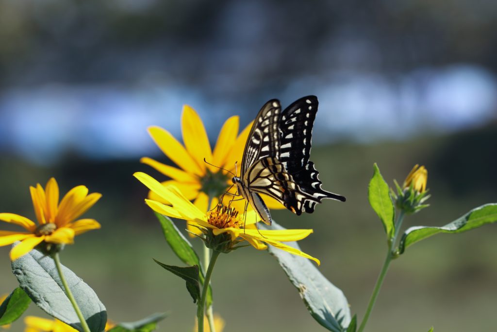 Knee-High Naturalists: Beautiful Butterflies!