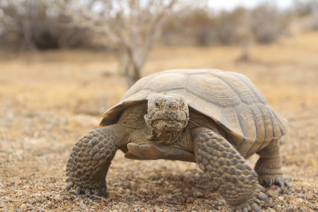Knee High Naturalists: Scutes and Scales