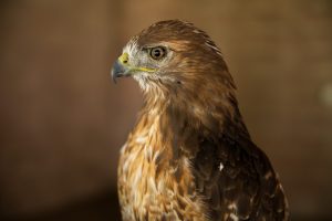 Bird of Prey Presentation