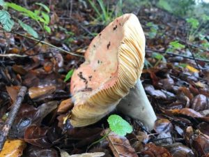 Fun Finding Fungi Mushroom Walk