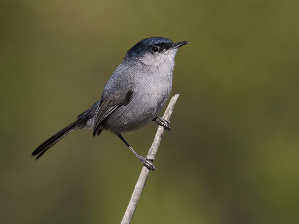 Knee-High Naturalists: I Spy a Bird!
