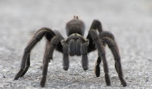Presentation: Tarantulas and Other Many-Legged Critters of the Night