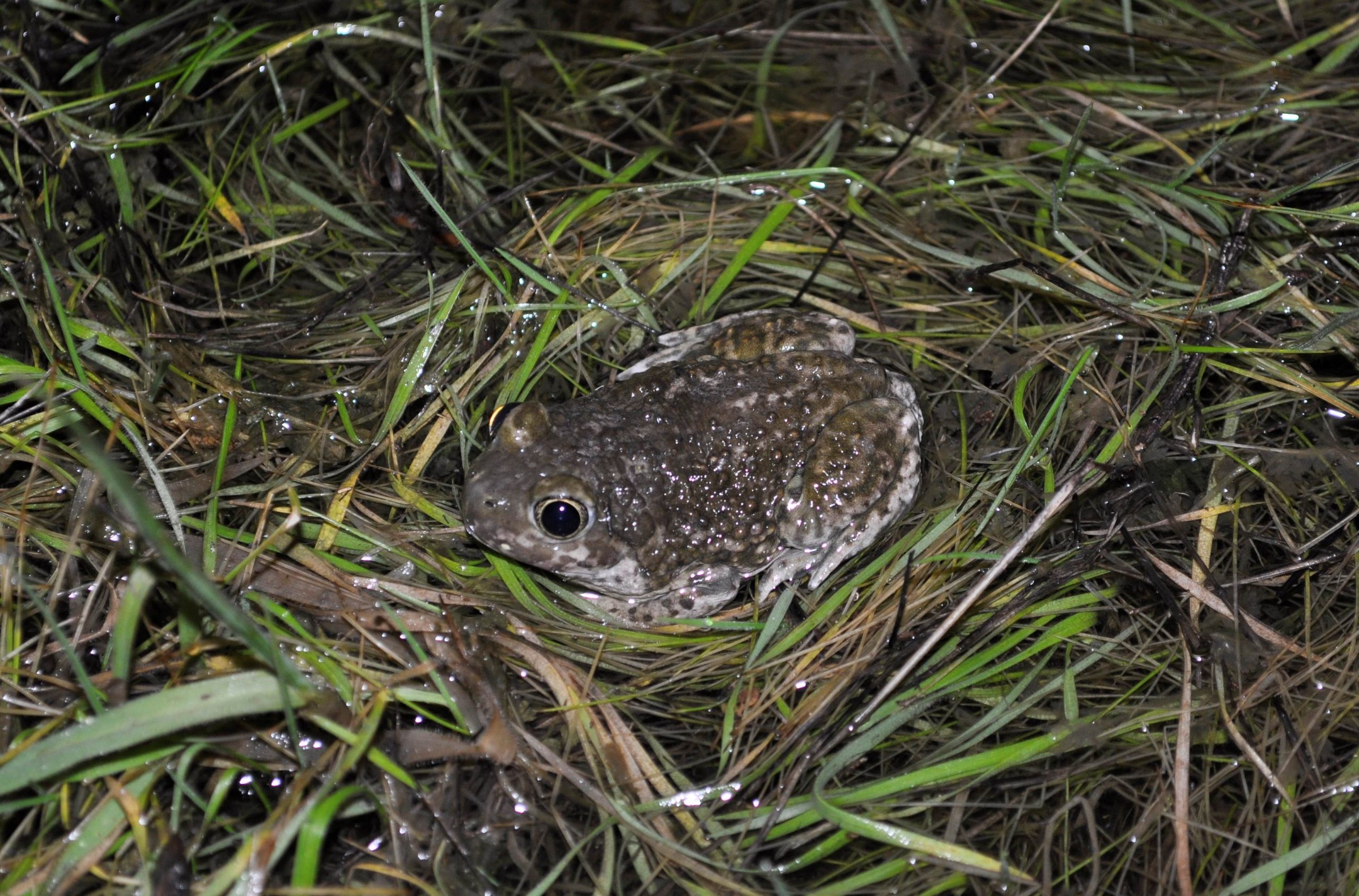 Presentation: Frogs and Toads - The Good, the Bad, and the Ugly