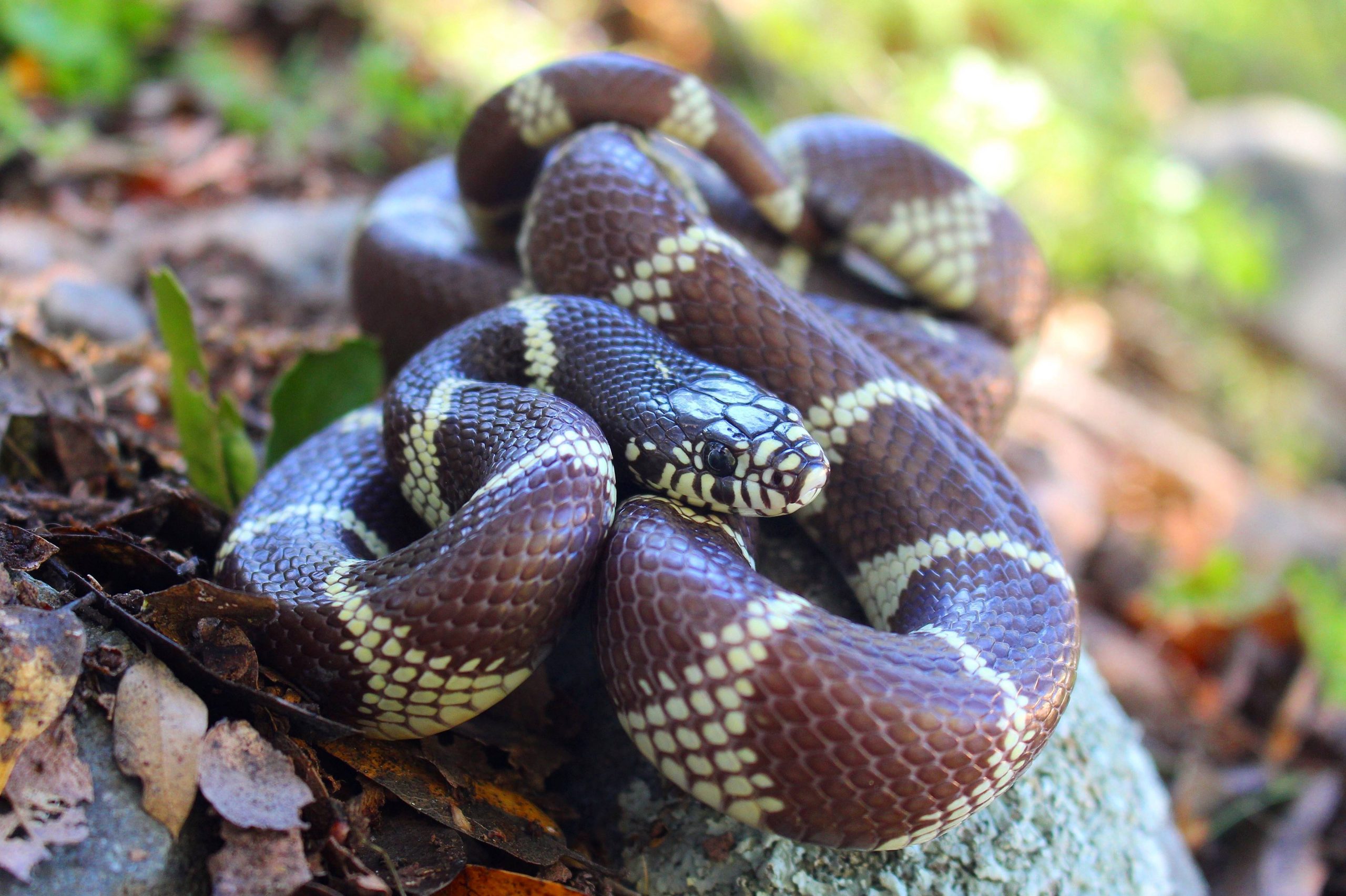 Knee-High Naturalists: All About Snakes!