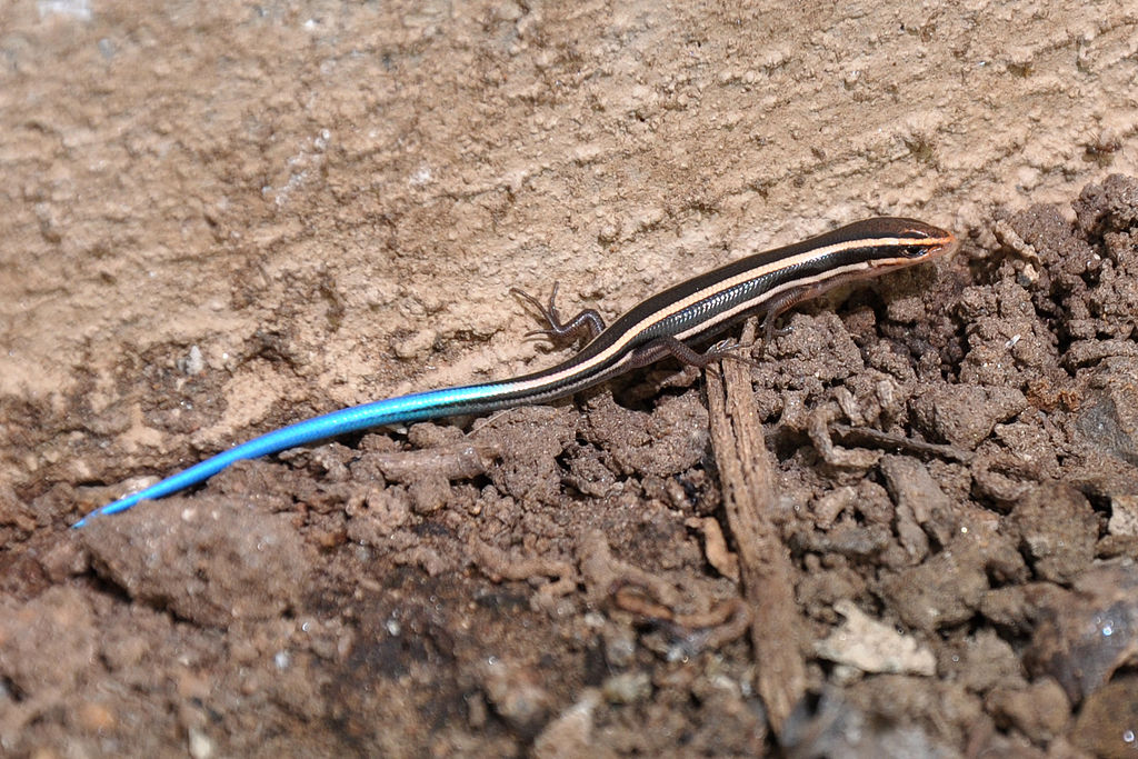 Family Nature Day: A Lizard's Tale