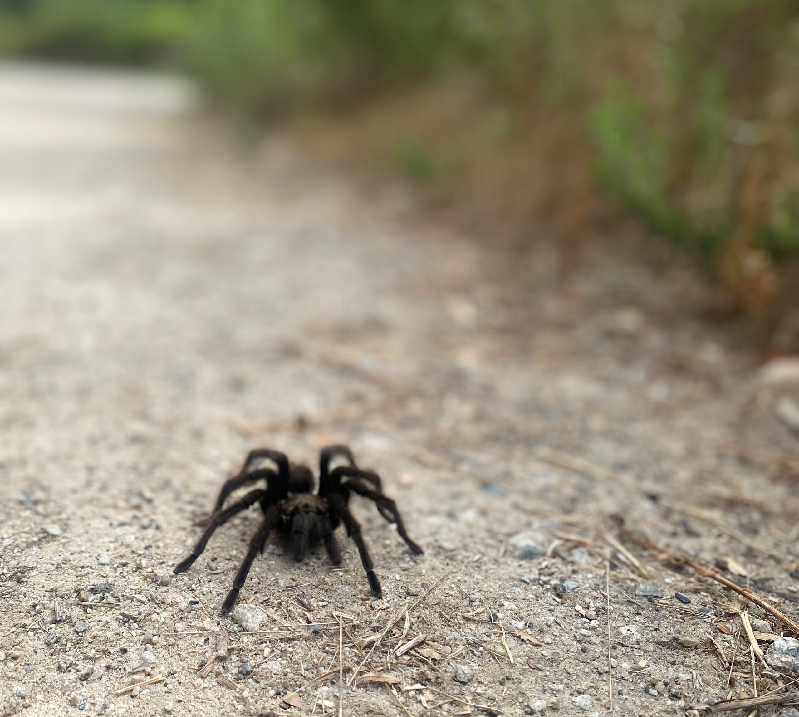 Tarantulas and Other Many-Legged Critters of the Night Walk