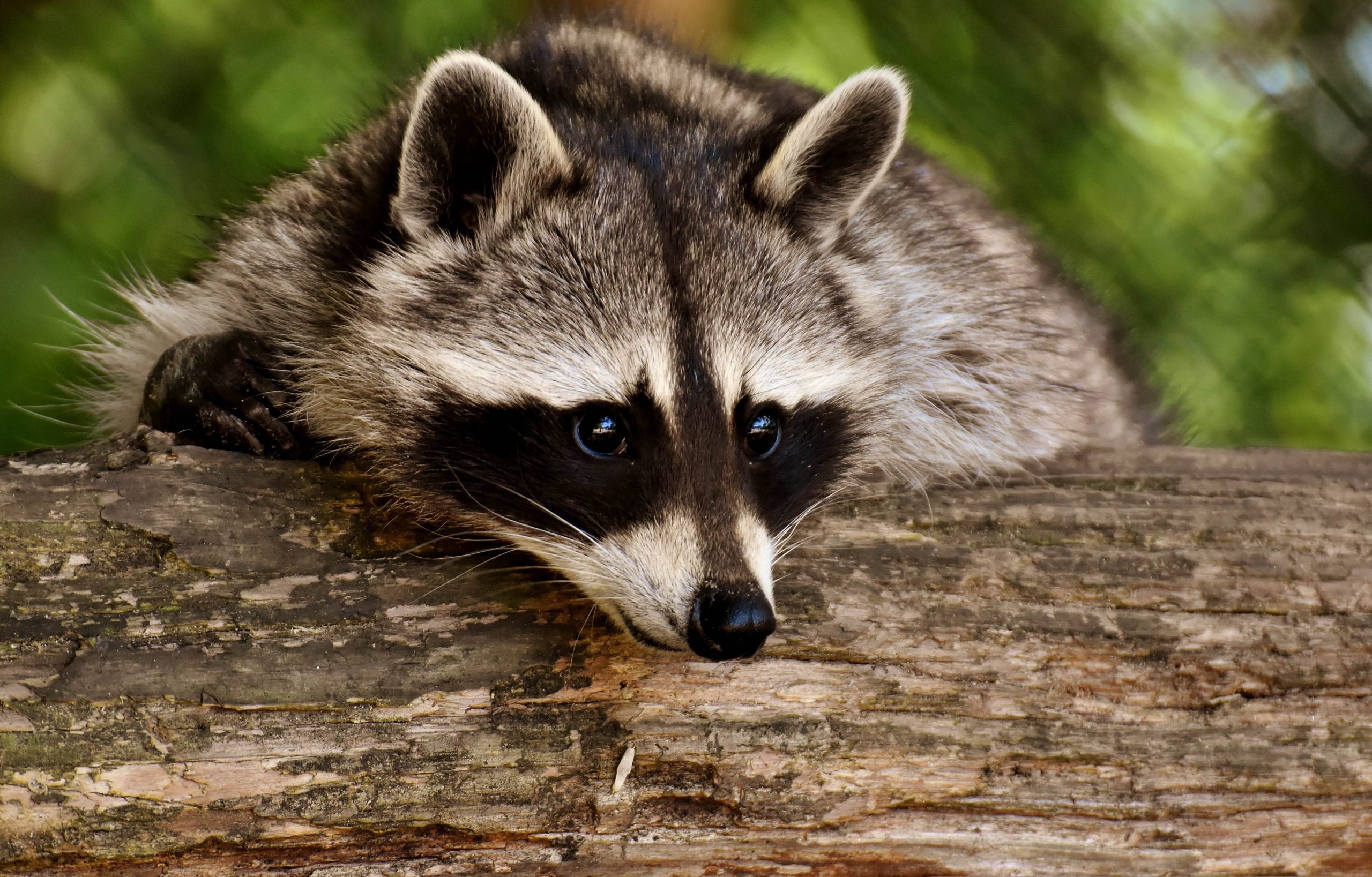 Knee-High Naturalists: Forest Friends!