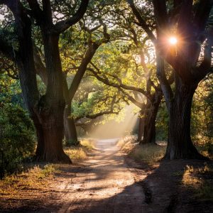 Forest Bathing