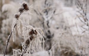 Winter Solstice Celebration