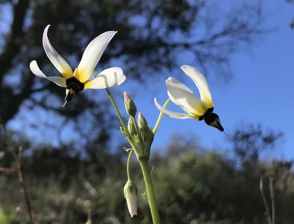Wildflower Walk in Oak Canyon