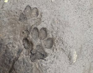 Family Nature Day: Whose Track is That?