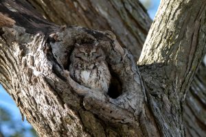 Knee-High Naturalists: Goodnight, Nature Reserve