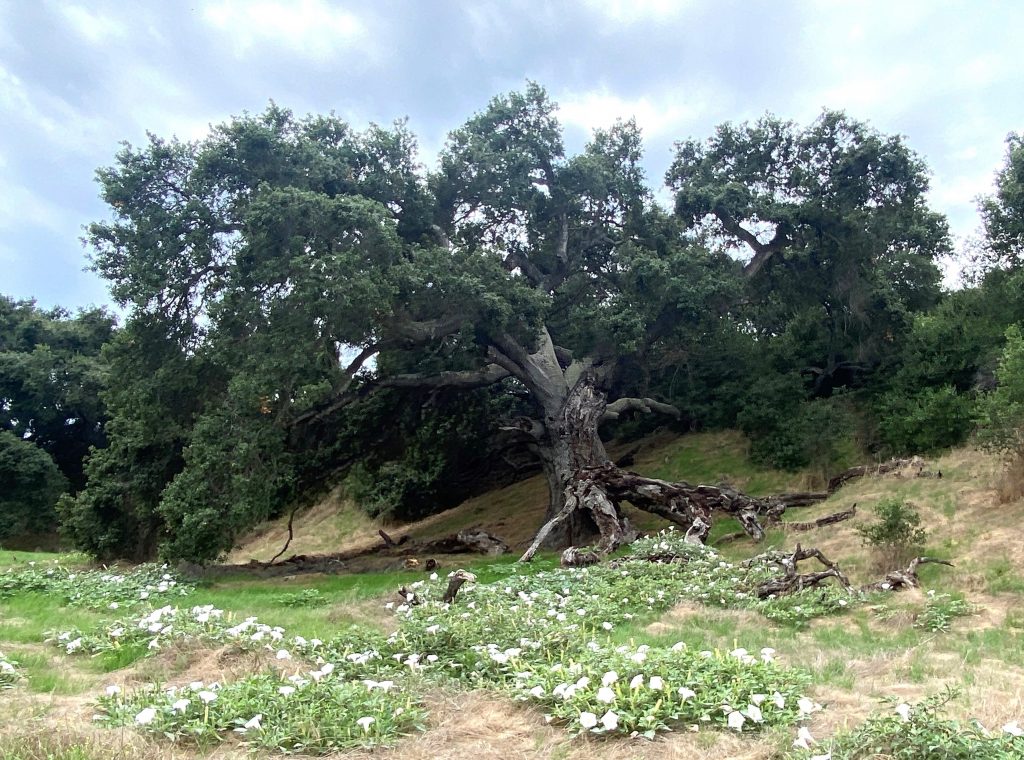 Mother Oak & Middle Ridge Hike