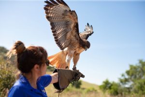 Birds of Prey Presentation