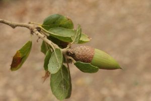 Fall Native Plant Walk