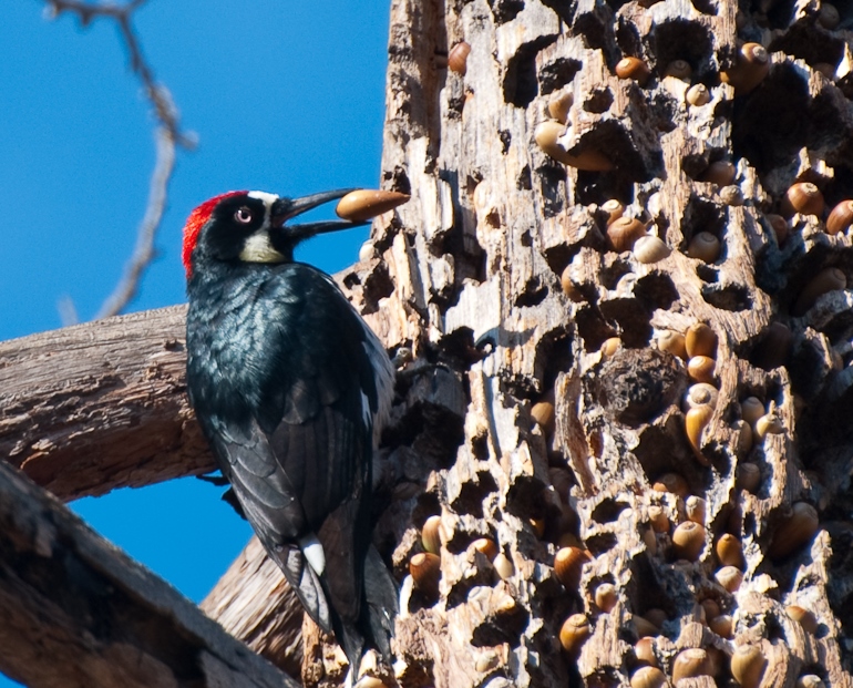 Nature Buddies! at Ladera Ranch Library