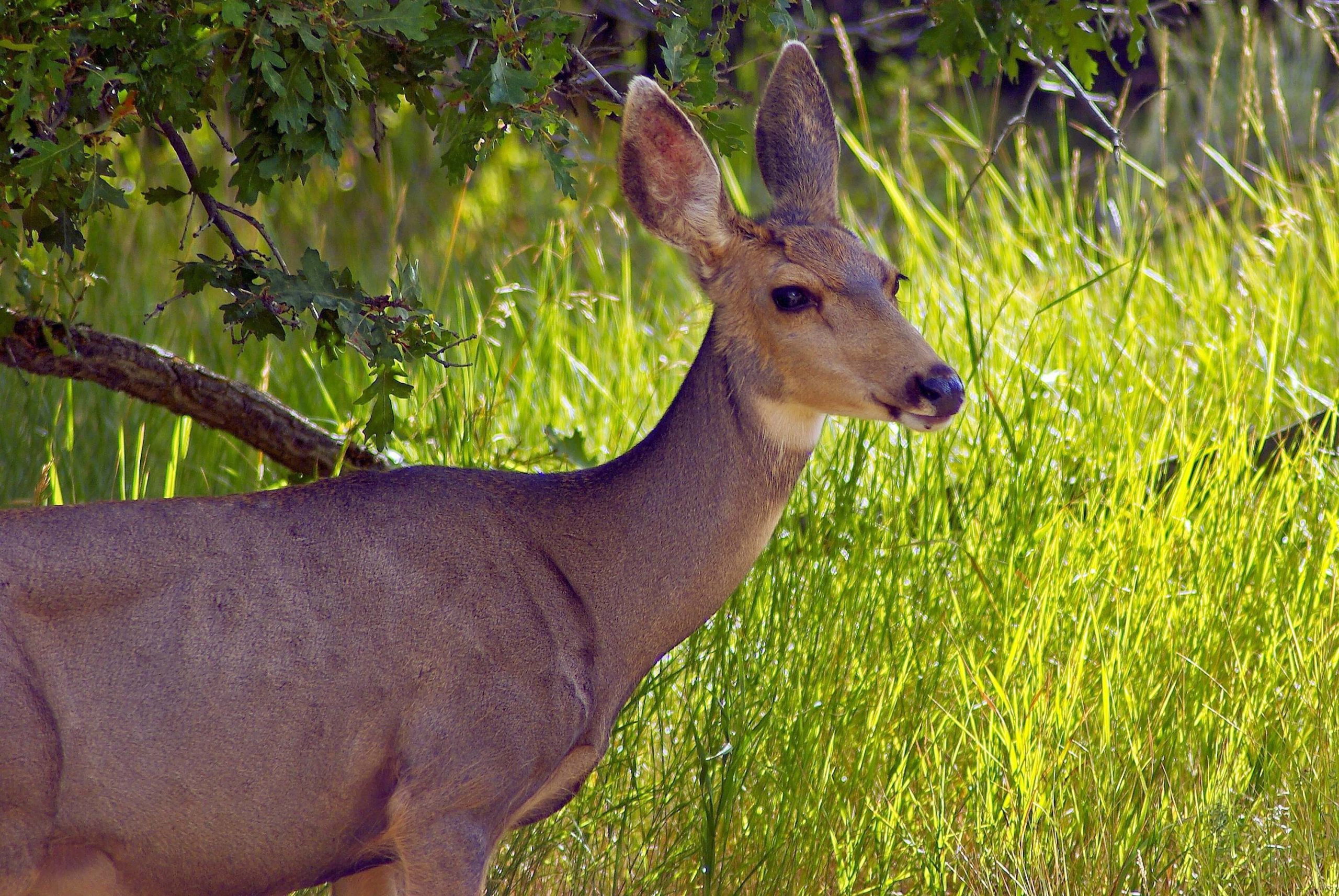 Knee High Naturalists: Oh, Deer!
